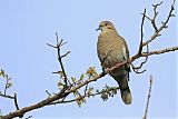 White-winged Doveborder=